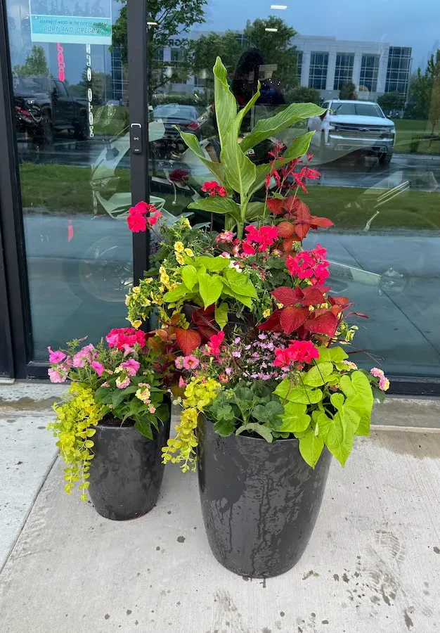 Tall summer planters with red and pink flowers at a commercial storefront