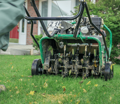 Core aerator pulling plugs from a residential lawn