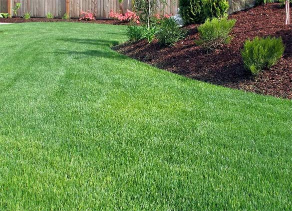 Thick, healthy green lawn beside freshly mulched landscape beds