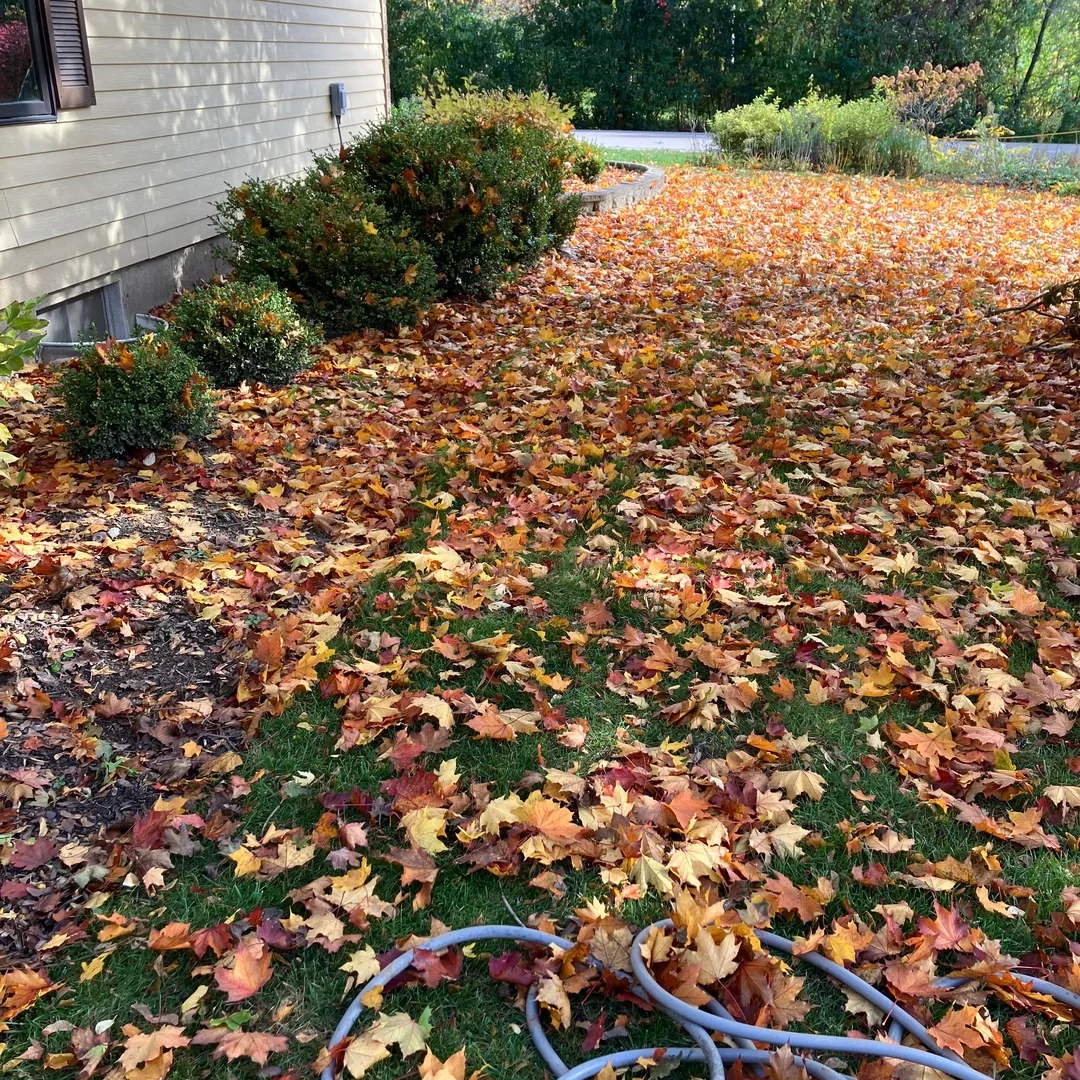 Lawn and landscape beds being cleared of fall leaves