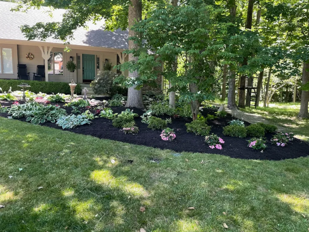 New landscape bed with hostas and fresh mulch in front of a home