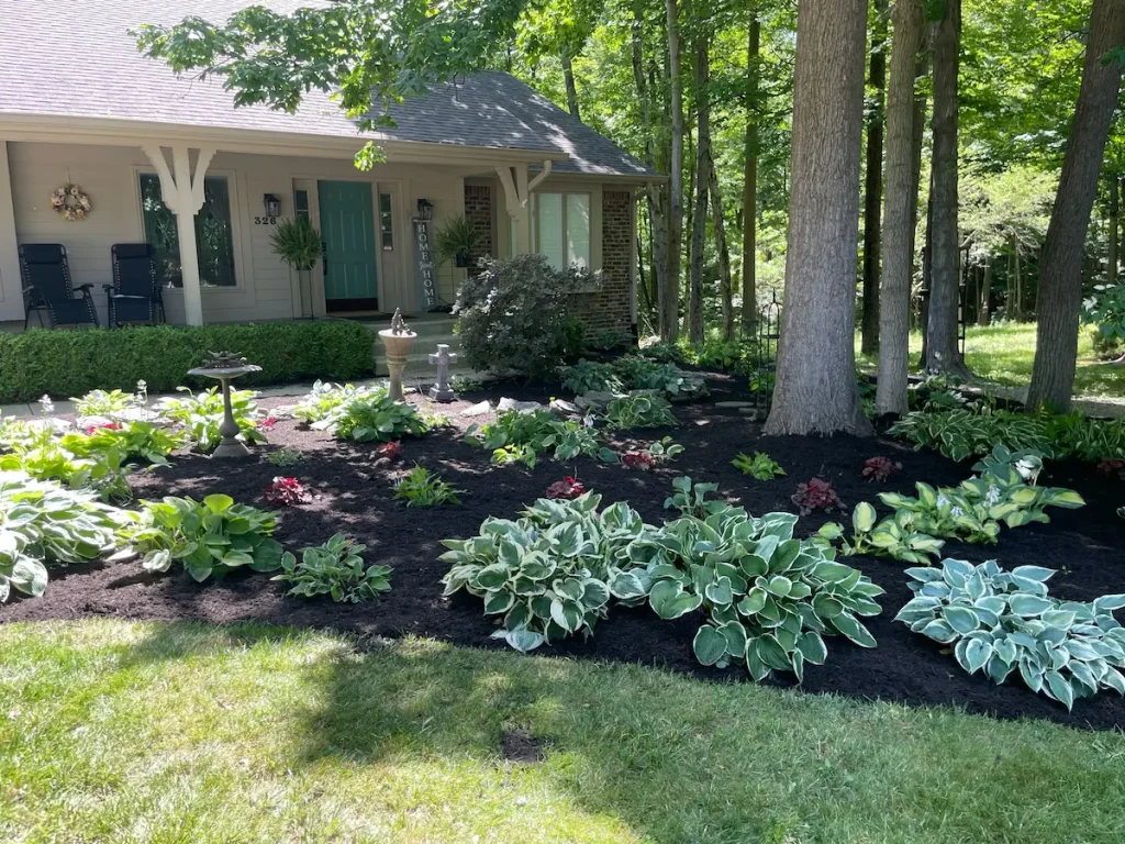 Hosta garden with fresh mulch under mature trees